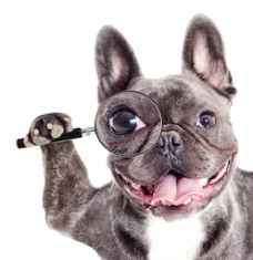 foto-cachorro-procurando